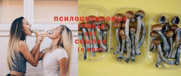 шишки Гвардейск